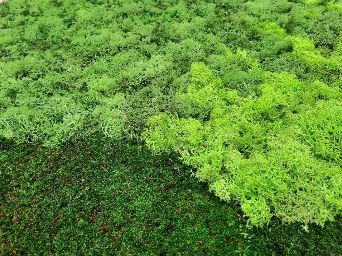 mousse-lichen-sur-mesure-vegetal-stabilise-ecrin-vegetal-marseille-aix