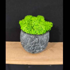 Pot gris avec lichen stabilisé