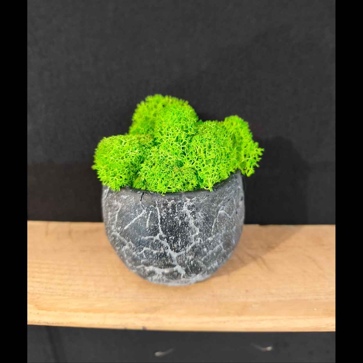 pot-lichen-stabilise-vert-lave