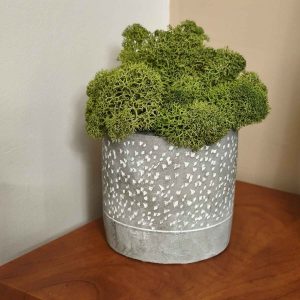 Pot gris motif piqueté avec lichen stabilisé